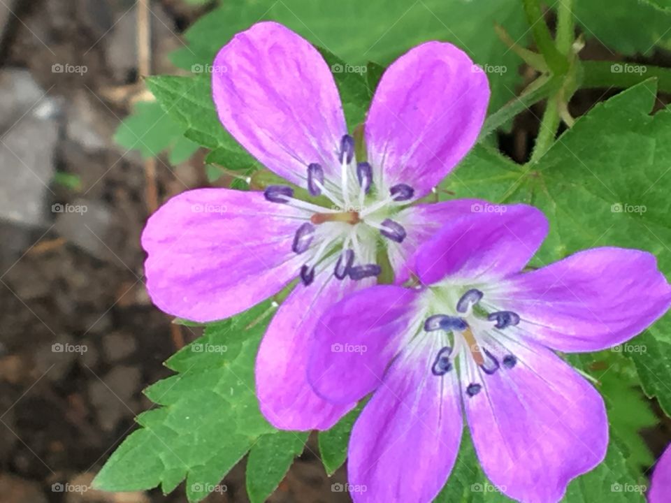 Cranesbill perennial- pink flower blossoms