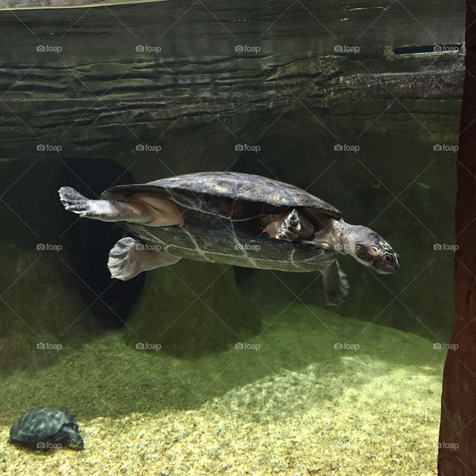 Turtle. Turtle at aquarium 