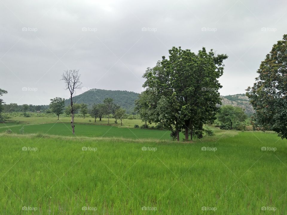 Greenery of fields