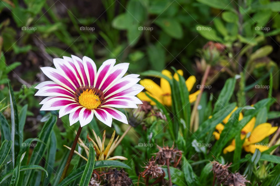 Pink and white Gazania flower.