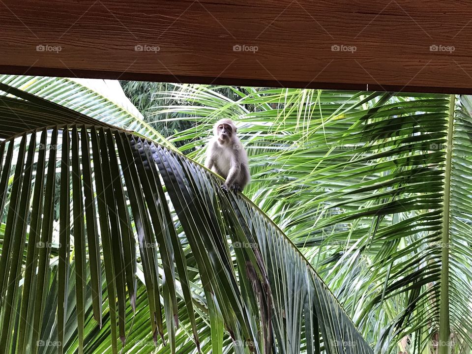 Thailand monkey