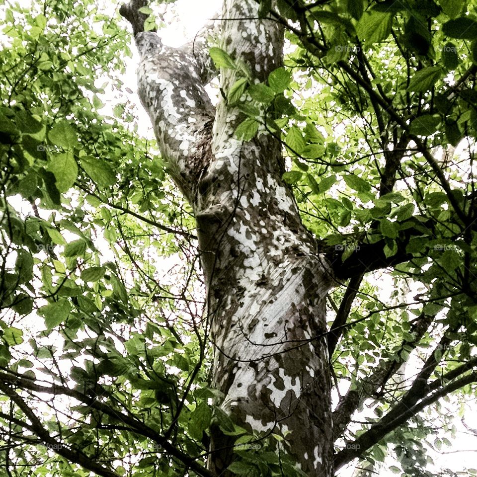 Tree with its own camo