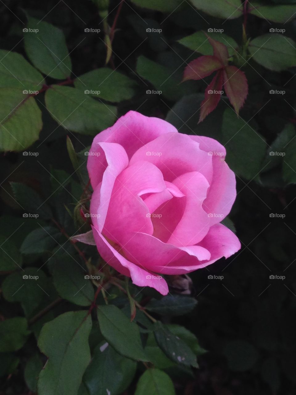 Shaded rose