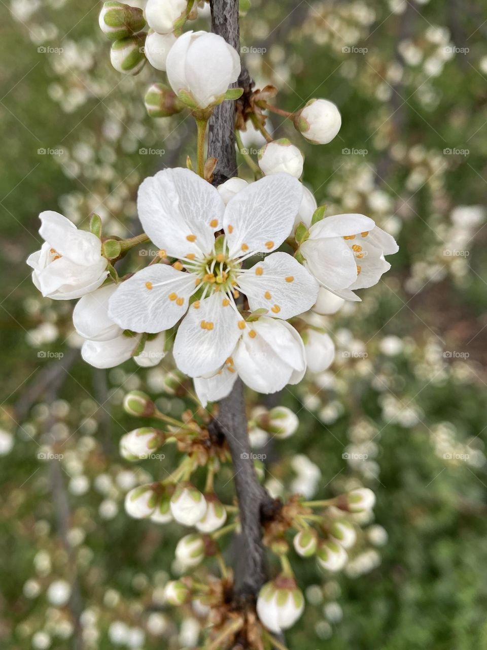 Beautiful blossom on the tree 