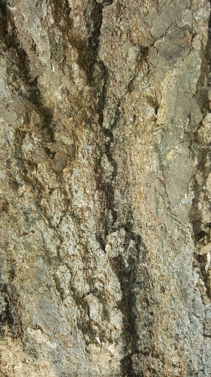 Oak Tree Close-up