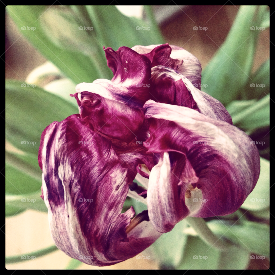 pink flower tulip by Baltzarsmum
