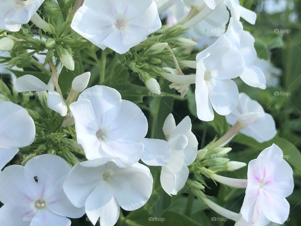 Tall White Phlox in bloom