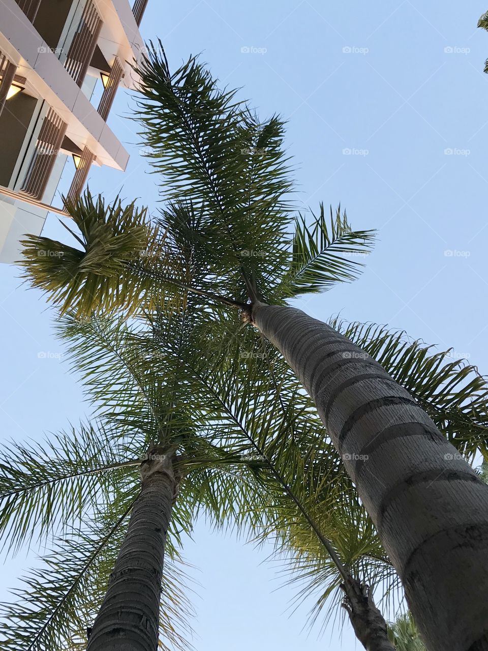 Palm trees 