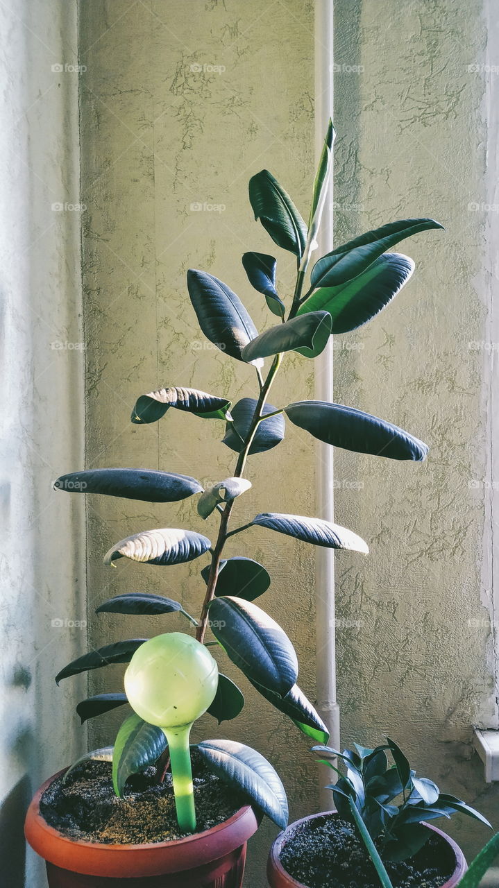 indoor plant ficus brings joy