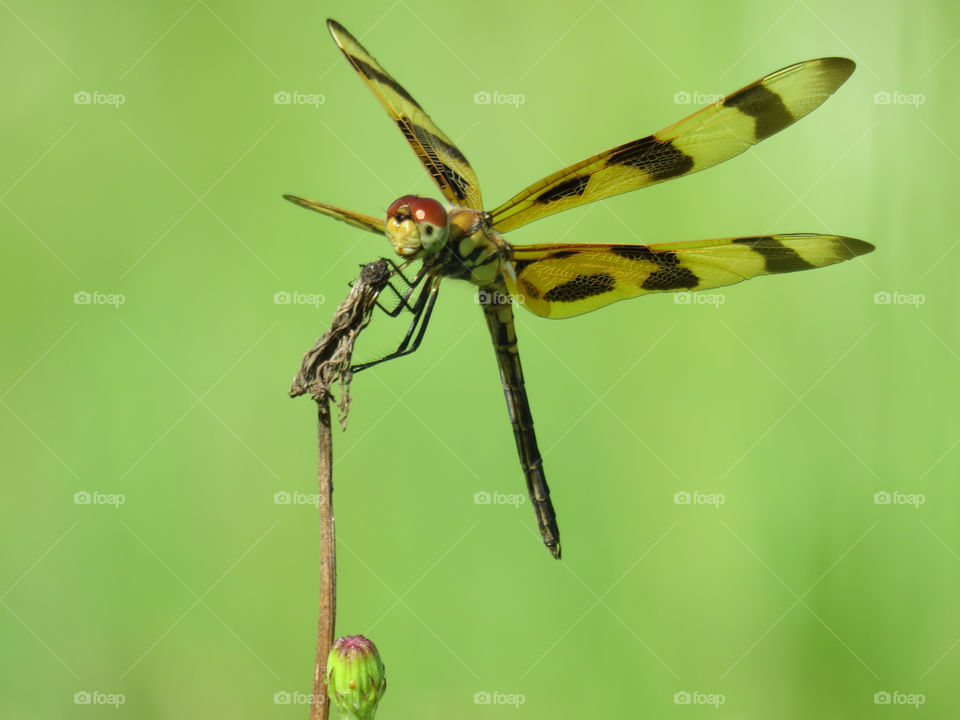 Halloween pennant dragonfly