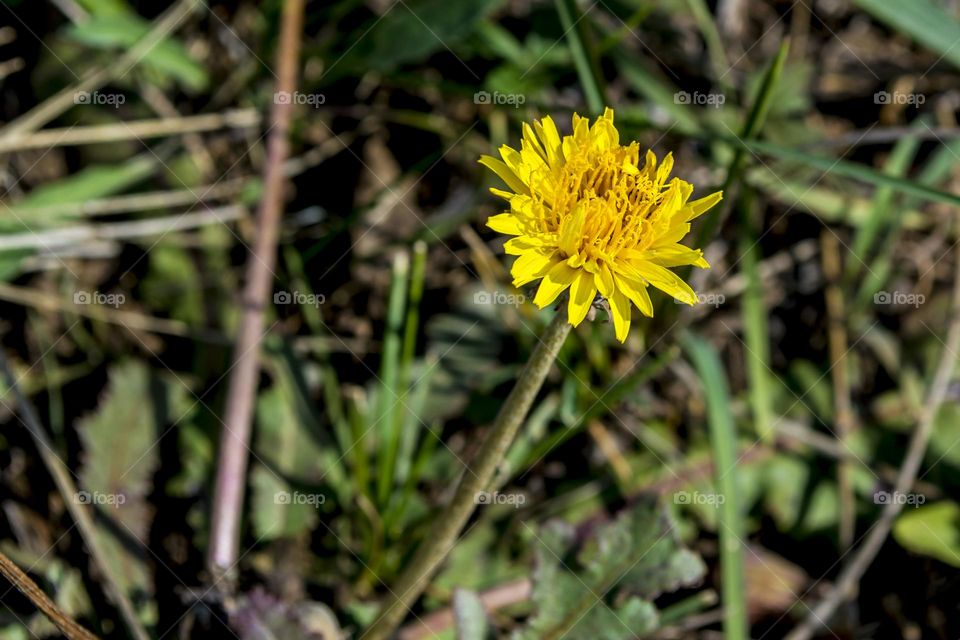 Dandelion