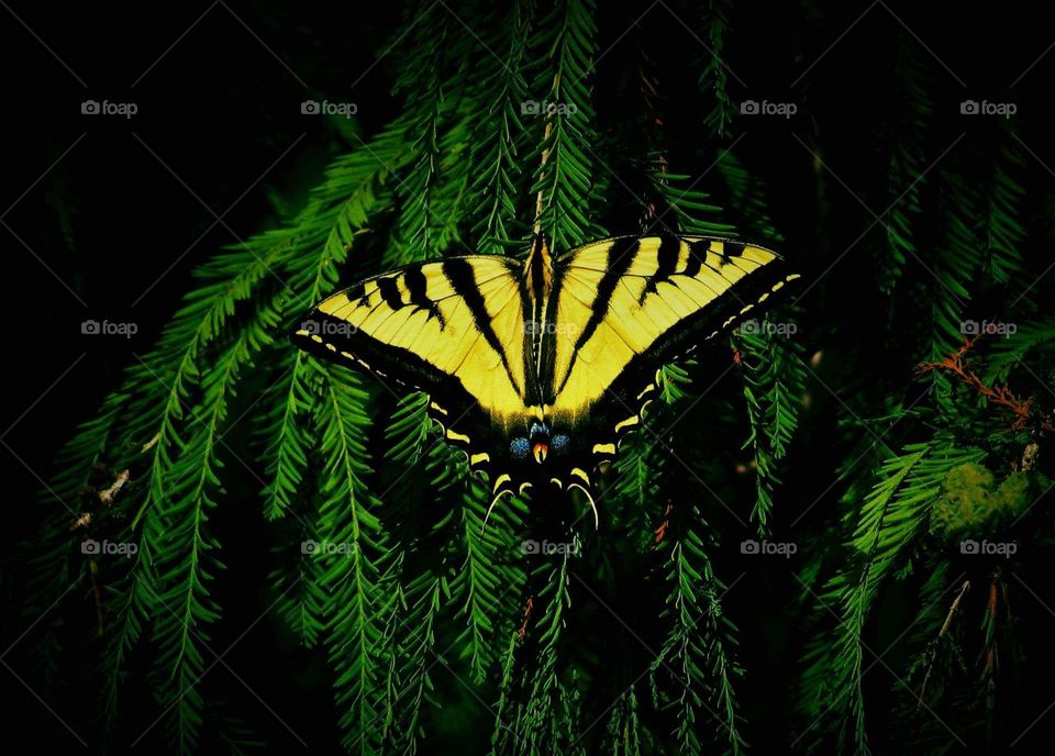 Tiger Swallowtail butterfly 