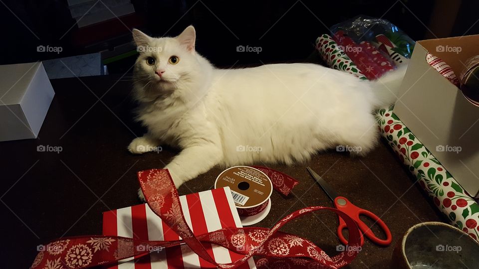 A white cat is my present wrapping assistant. Unfortunately, he is more worried about playing with the ribbon than helping.