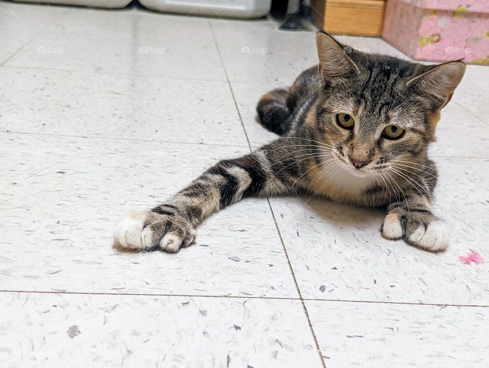 Every day is Caturday