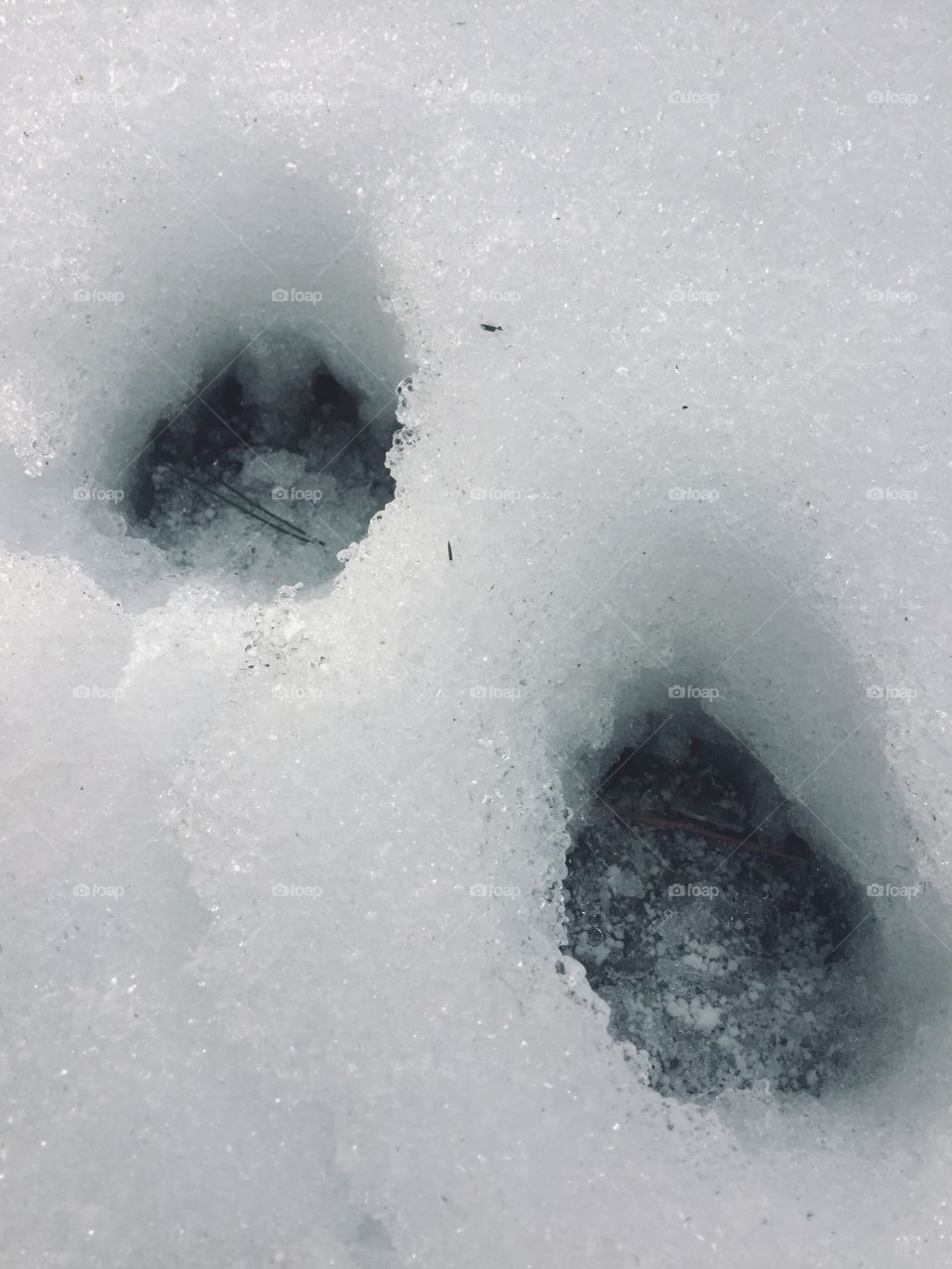 Paw prints in the wintry morning 
