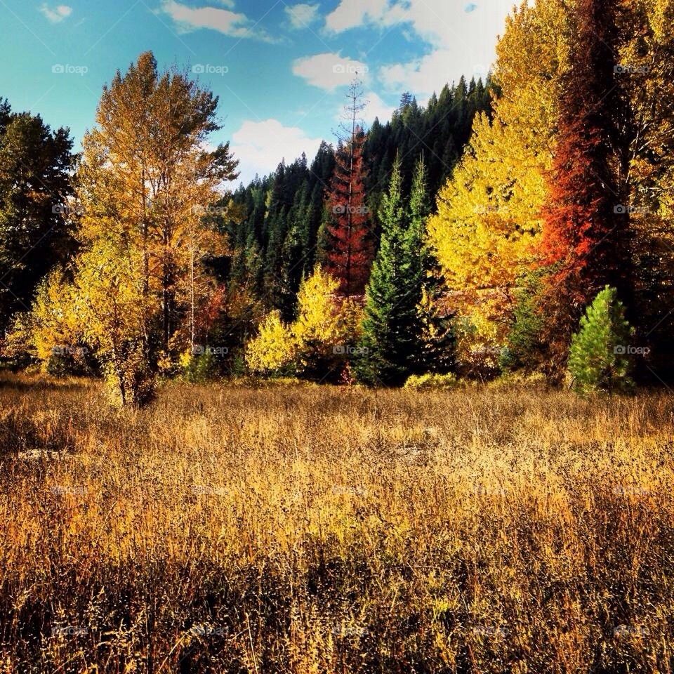 Fall in North Idaho