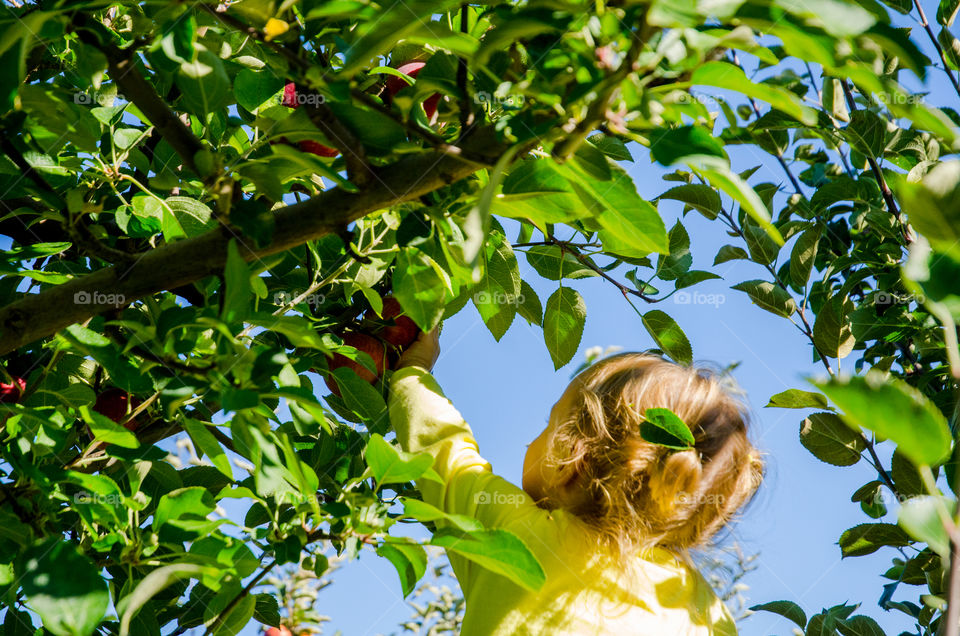 Apple picking 