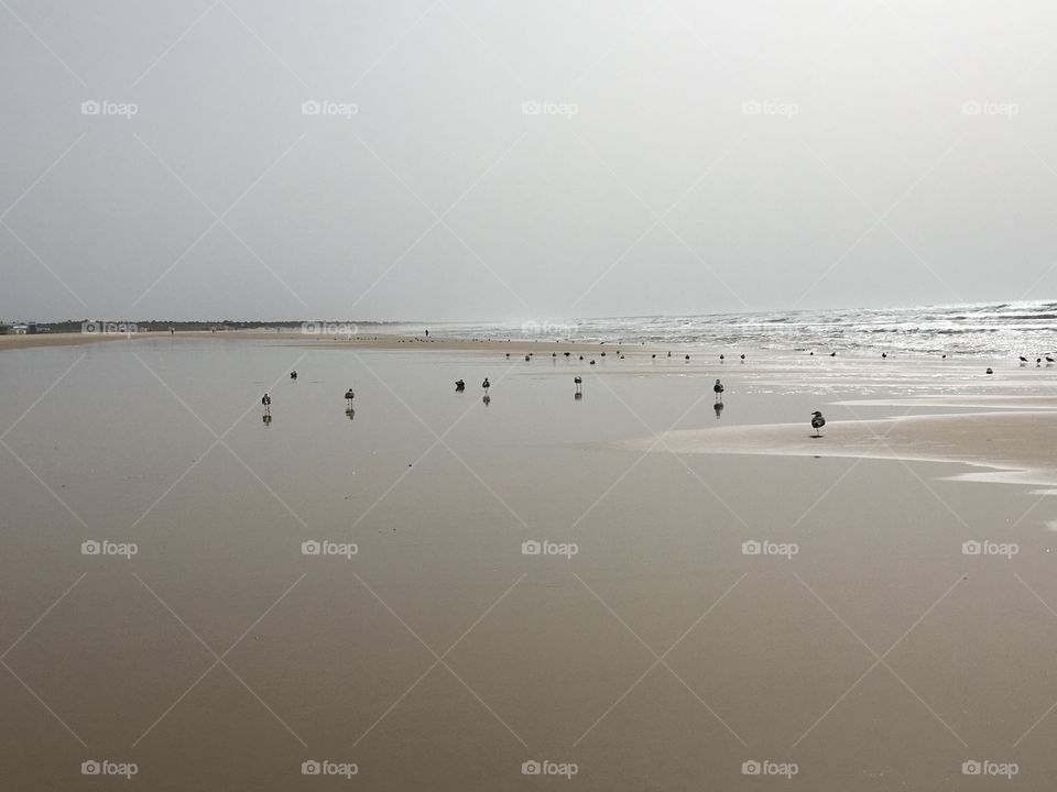 Seagulls on beach between sand, sea and sky