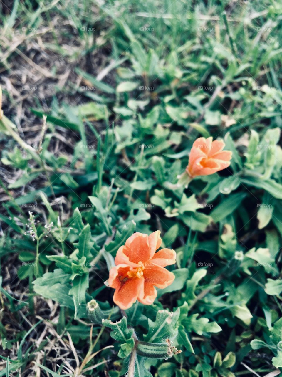 Cute little orange flowers 
