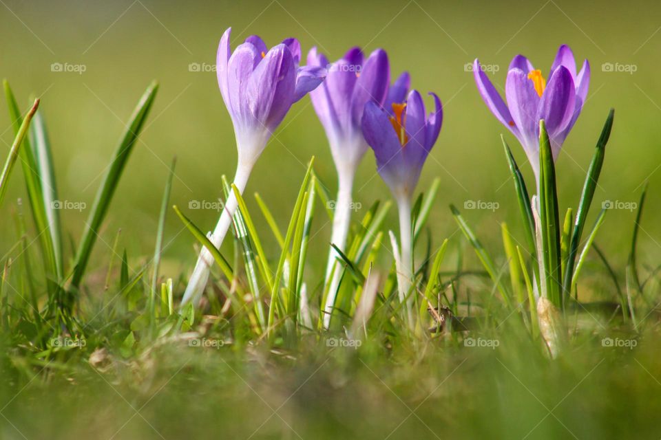 Flowers in spring