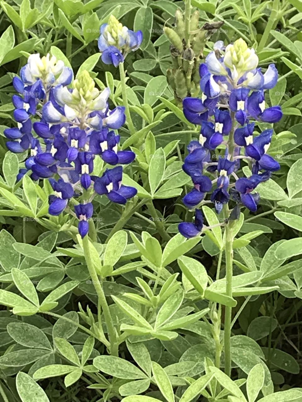 Texas Bluebonnets