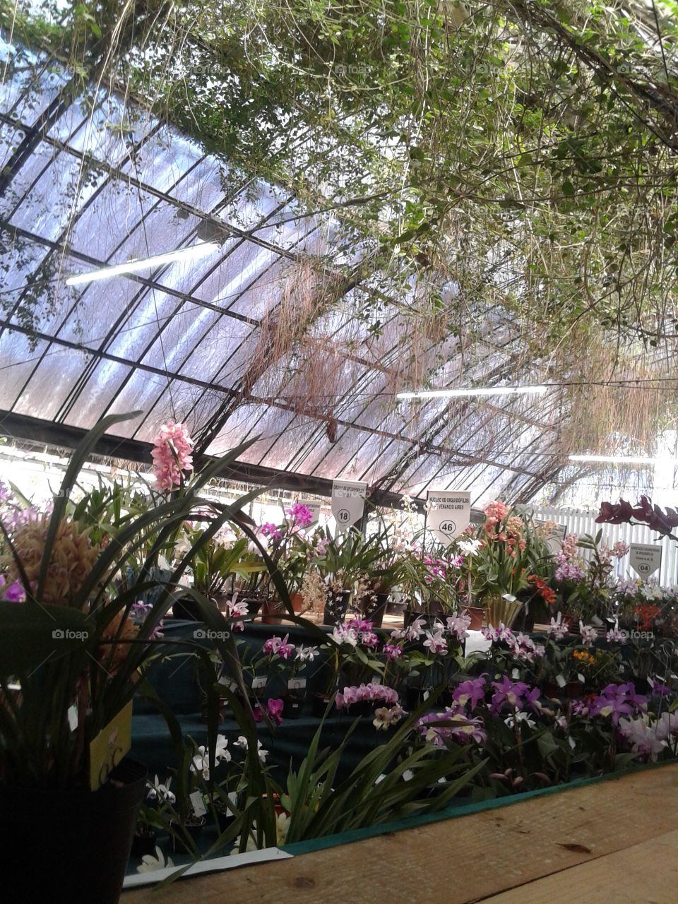 Greenhouse, Conservatory, Garden, Flora, Flower