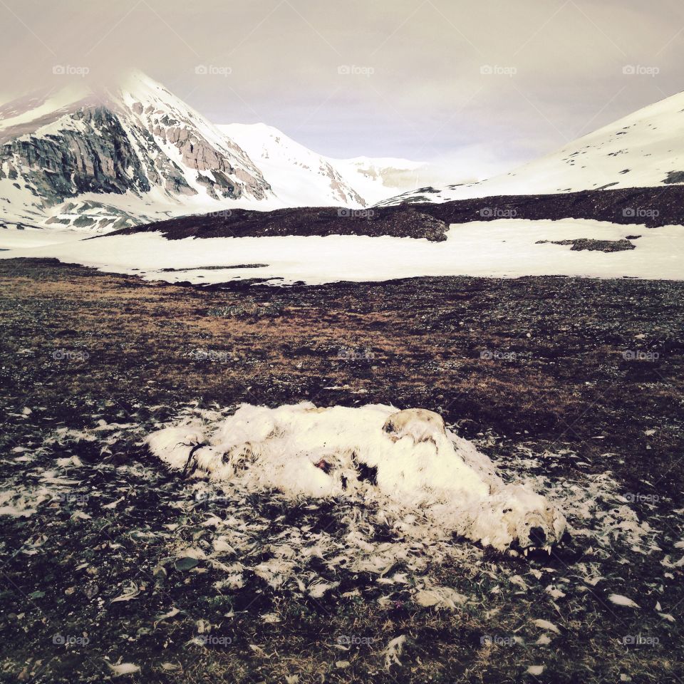 This dead polar bear was found on the island of Spitsbergen, Norway. It is presumed to have starved to death. 