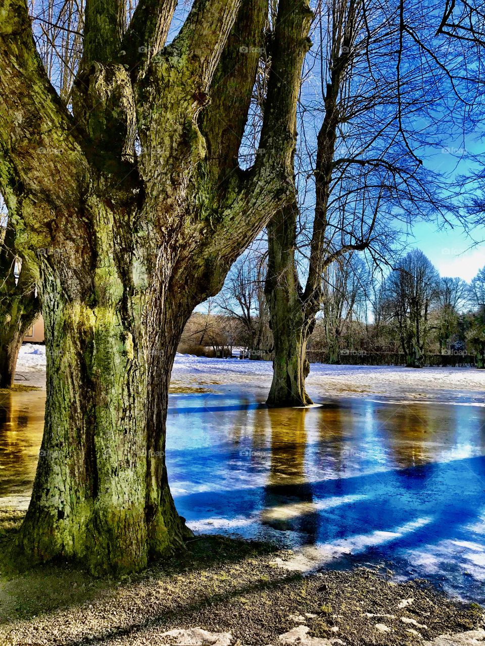 Scene from a park in winter