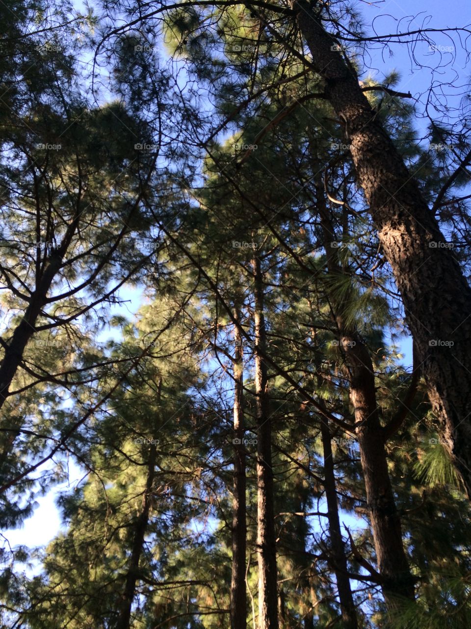 A wonderful pine forest pretty tall huge trees 