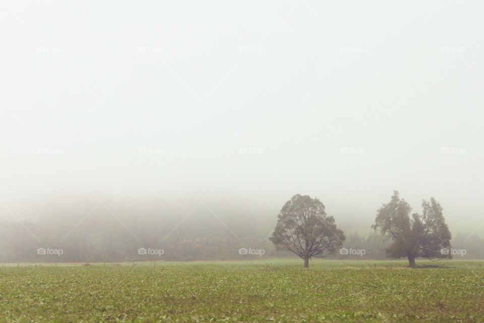 Foggy morning 