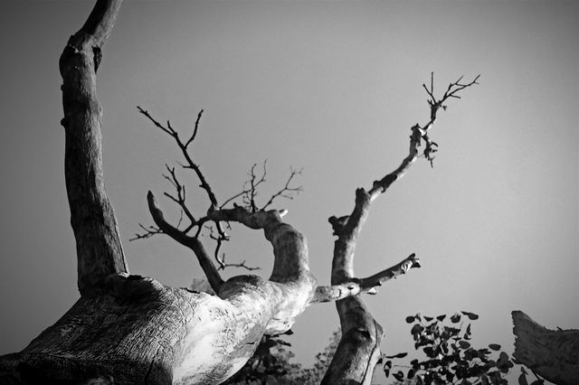 tree