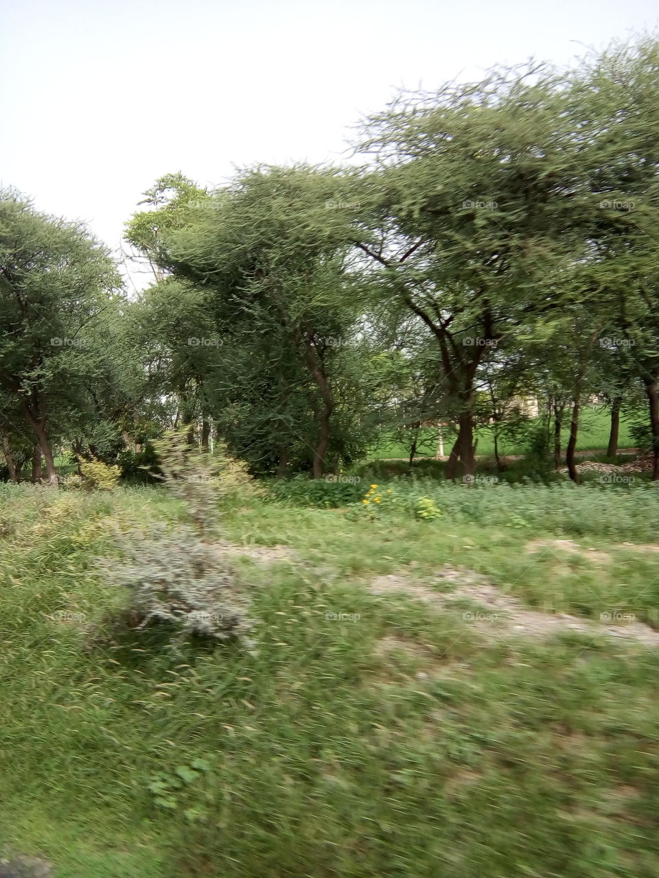 green trees and shrubs in the field.