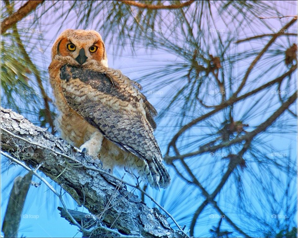 Springtime Fledgling Great Horned Owlet.