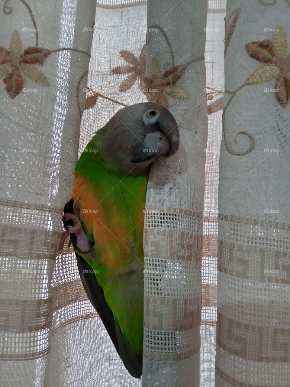 senegal parrot