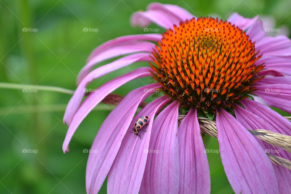 Lady bug on pink petals