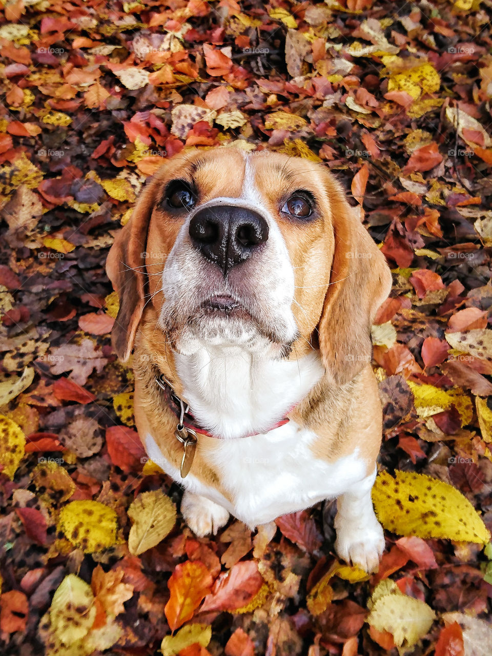 Beagle eyes