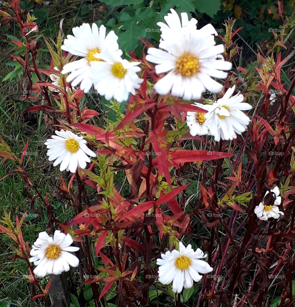 white asyers with autumn coloured stems and leaves