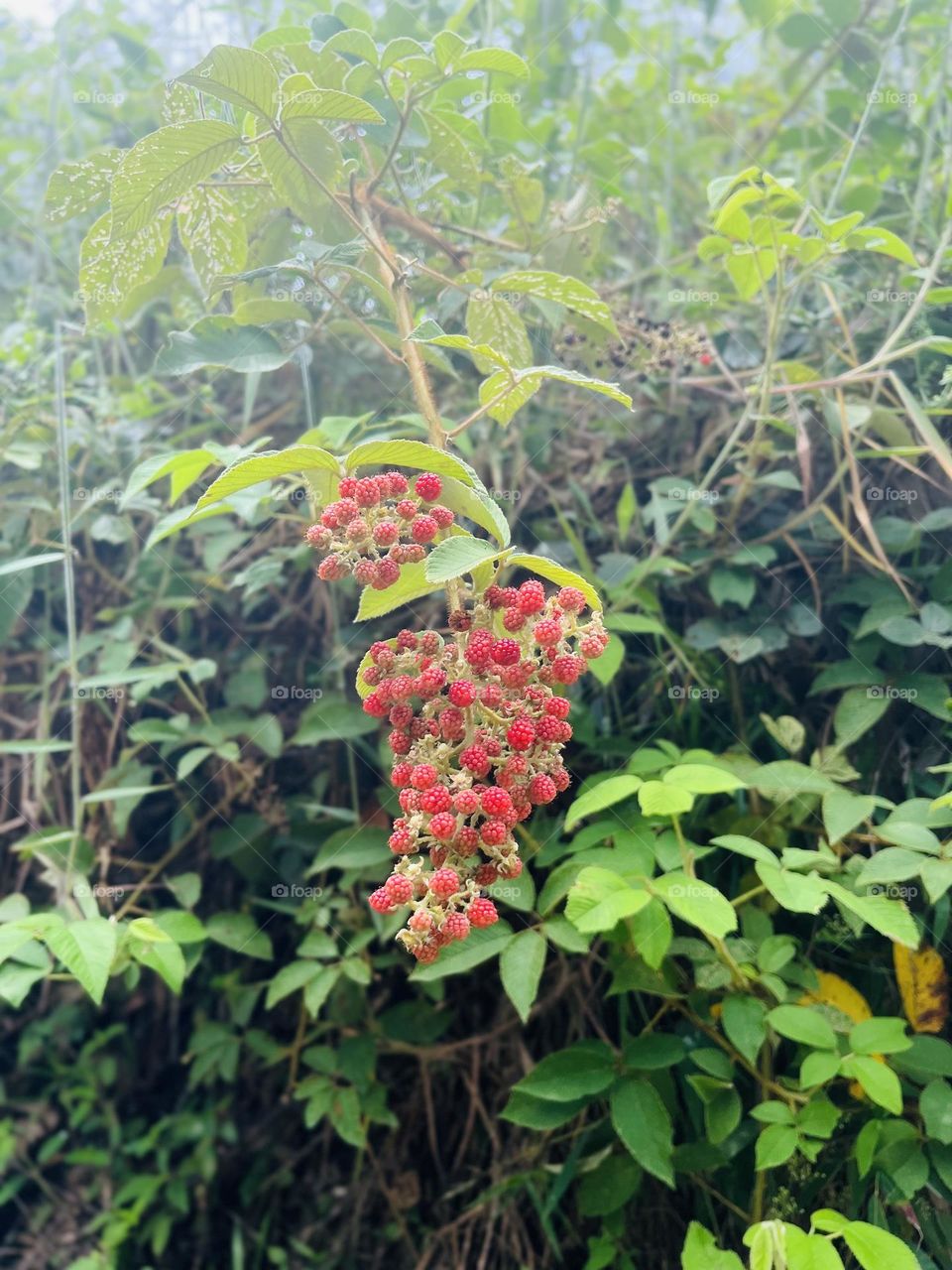 Blackberries growing on the earth 