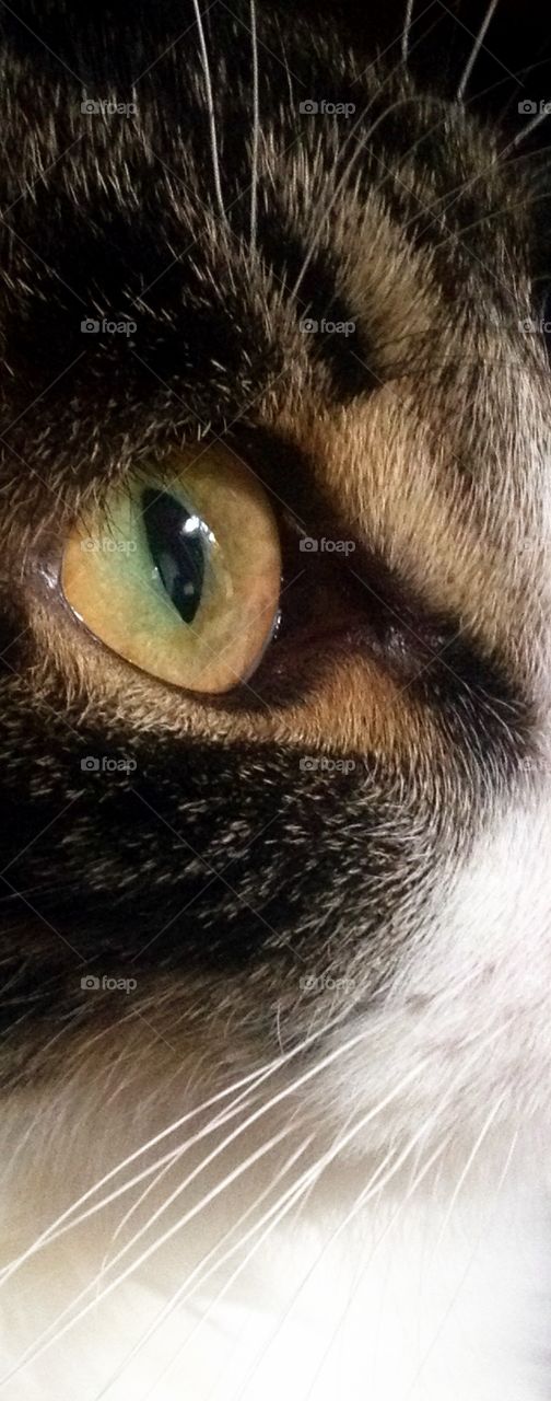 Cats eye