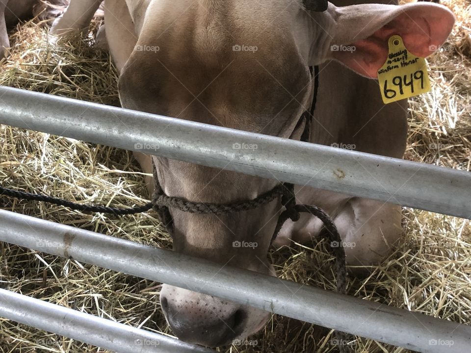 Cow eating lunch 