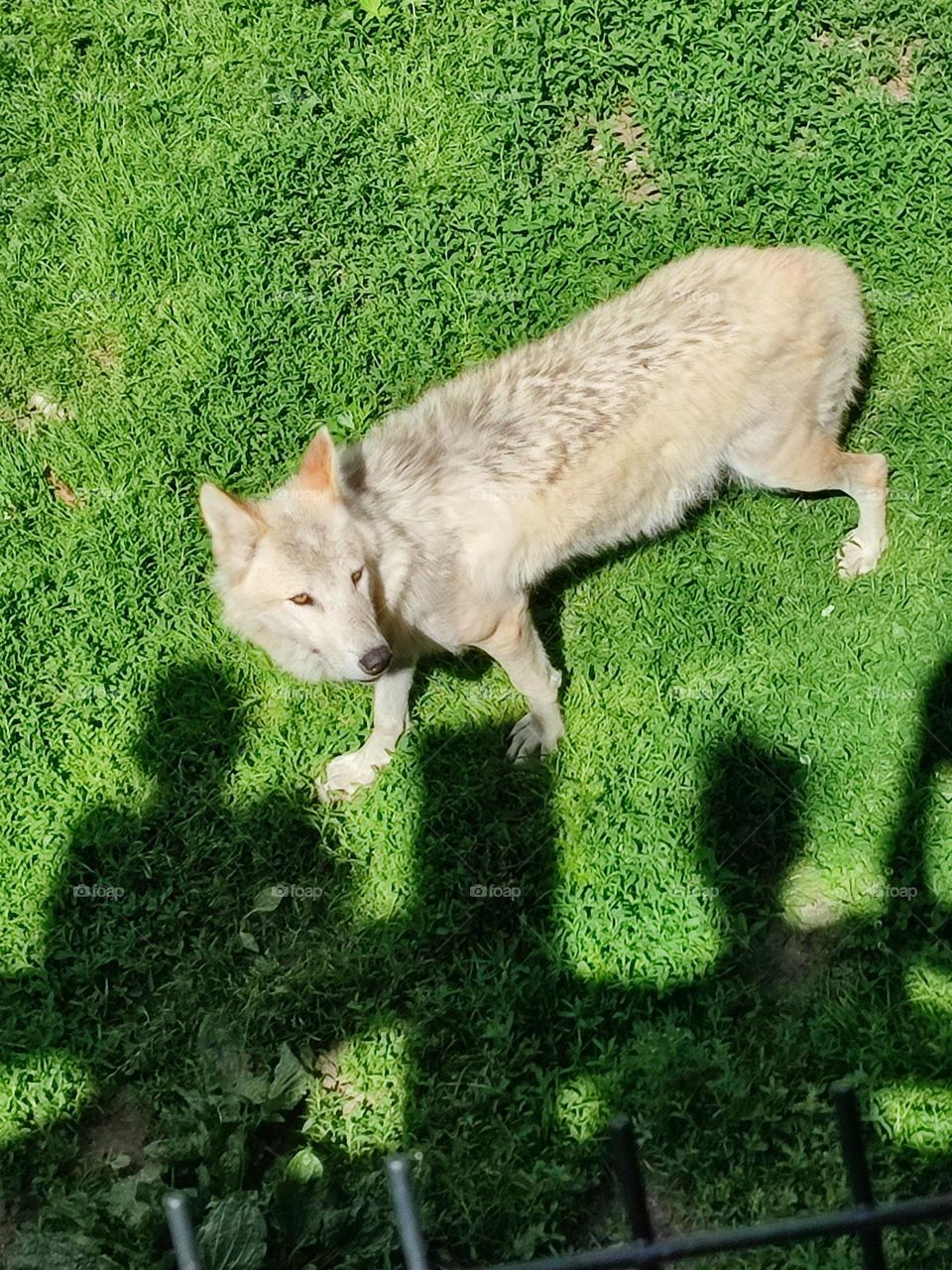 A wolf in the sheepfold