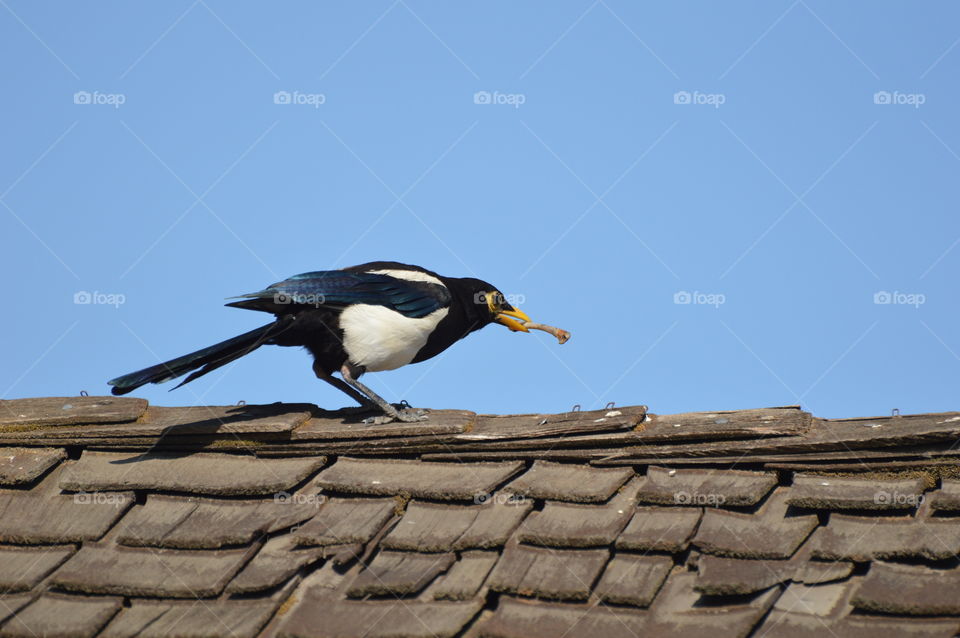 bird on a rooftop