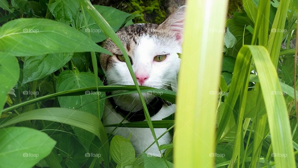 Cat hiding in the weeds