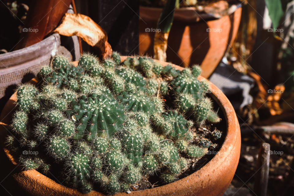 Spotlight on Cactus 