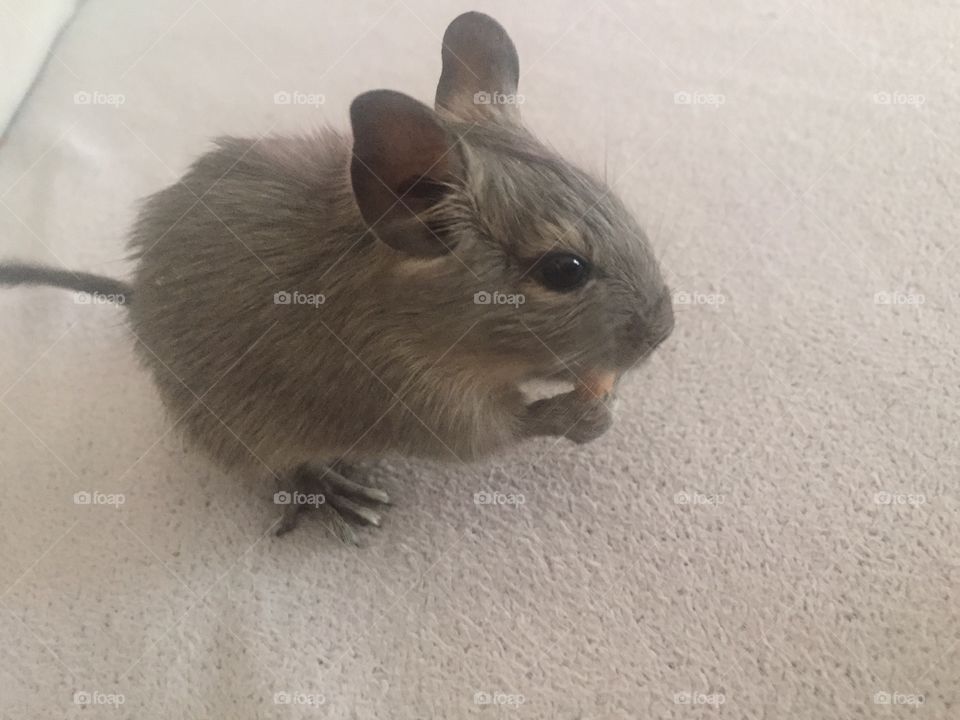 Degu
