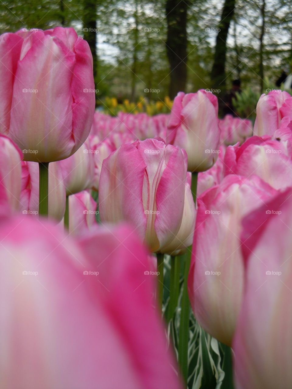 Beautiful cluster of pink showy tulips. The flowers of love 💗