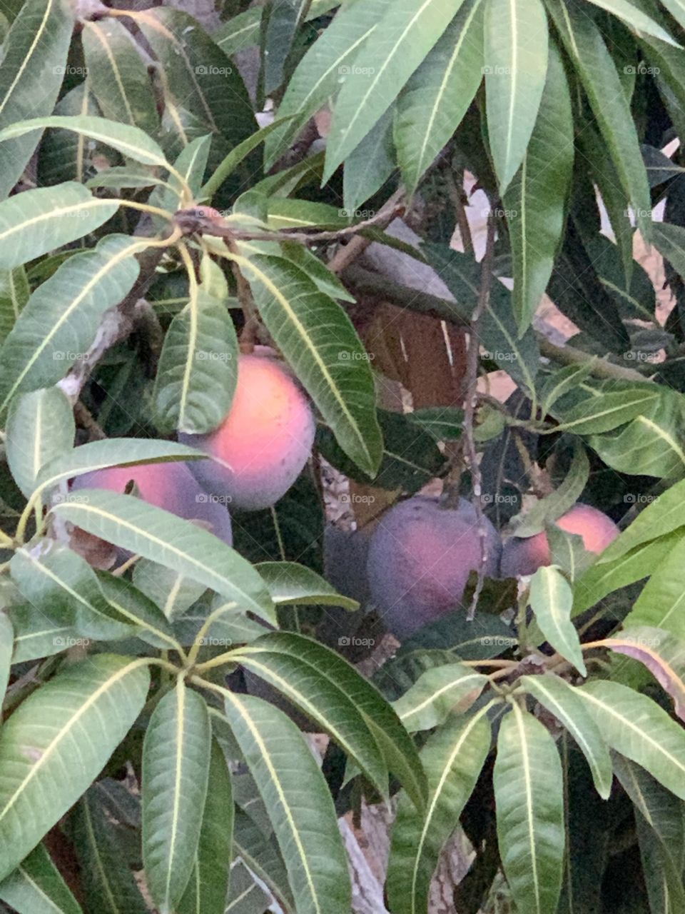 Mango tree
