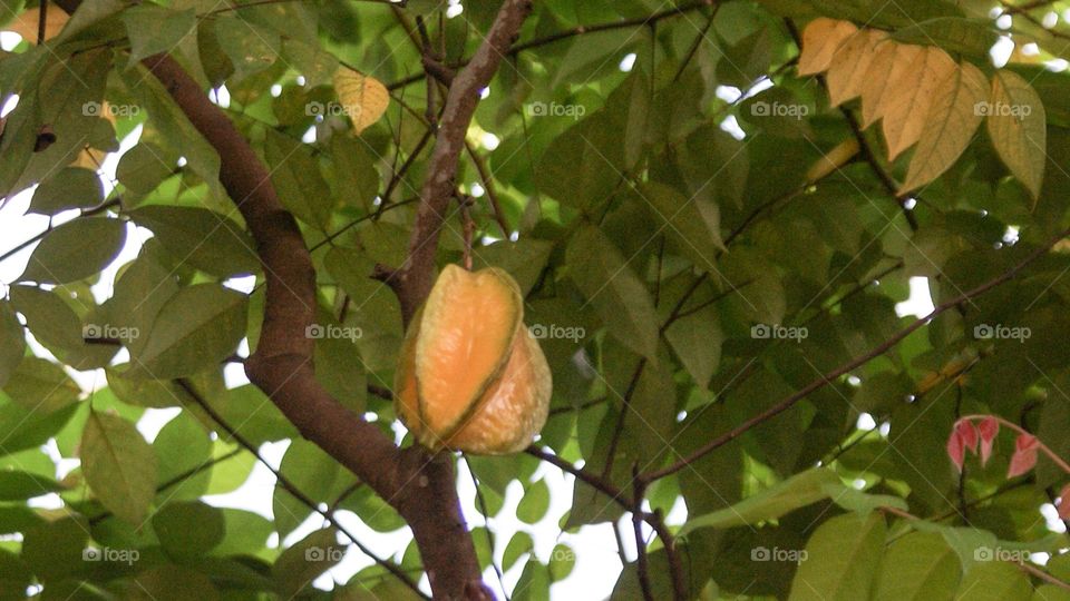 Star fruit