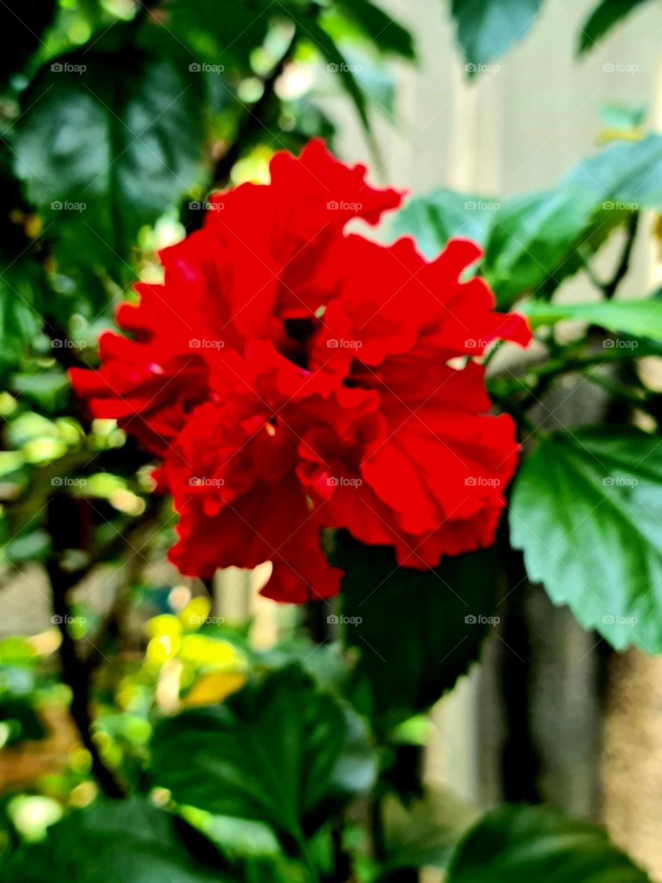 Lovely Red Flower