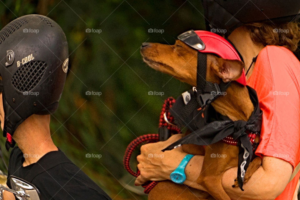 Perro con casco subido a una Moto